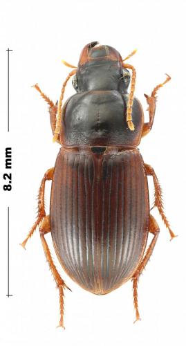 Harpalus somnulentus